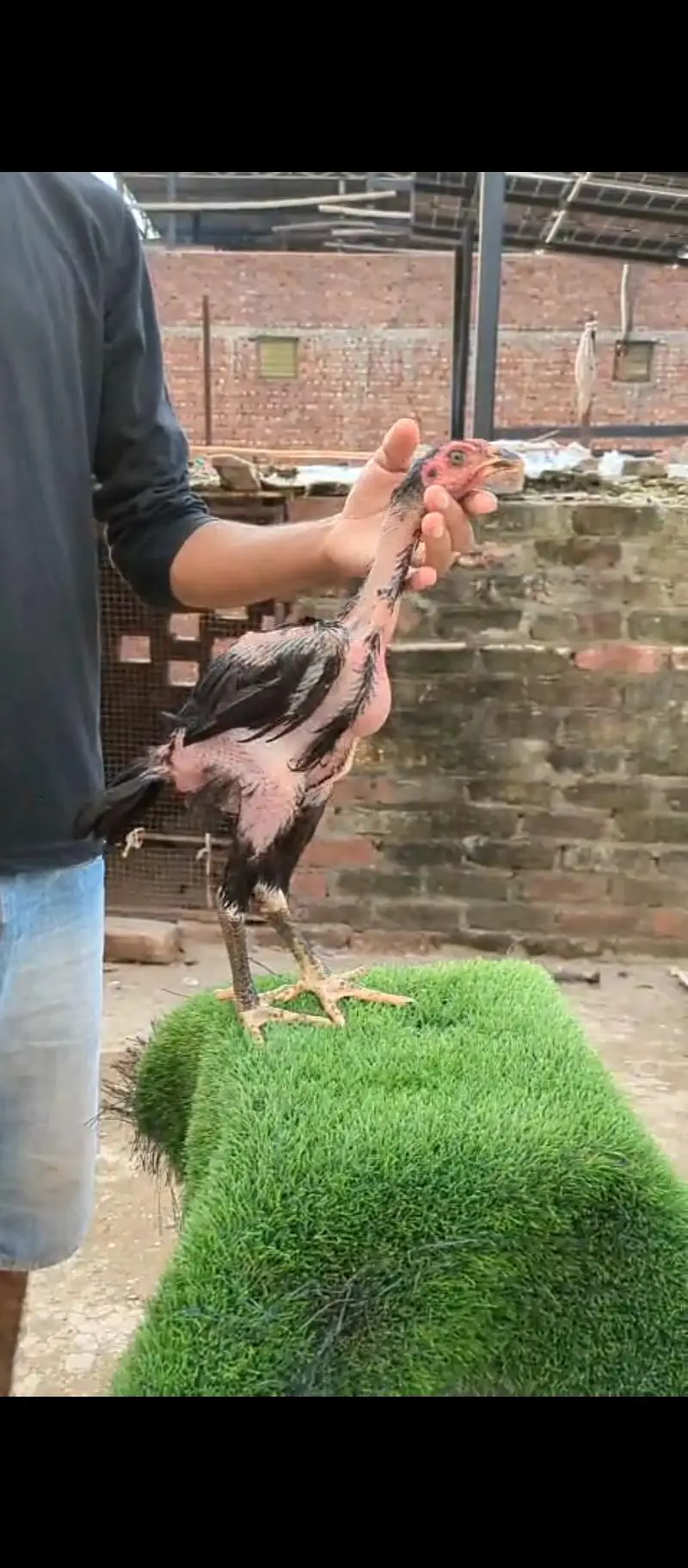 top quality pokey male chick — photo 2