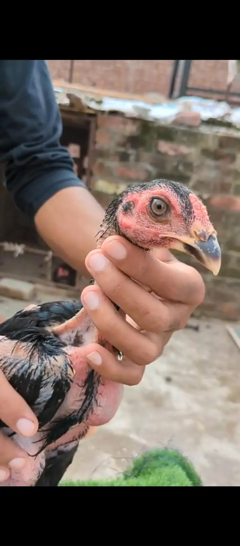top quality pokey male chick — photo 3