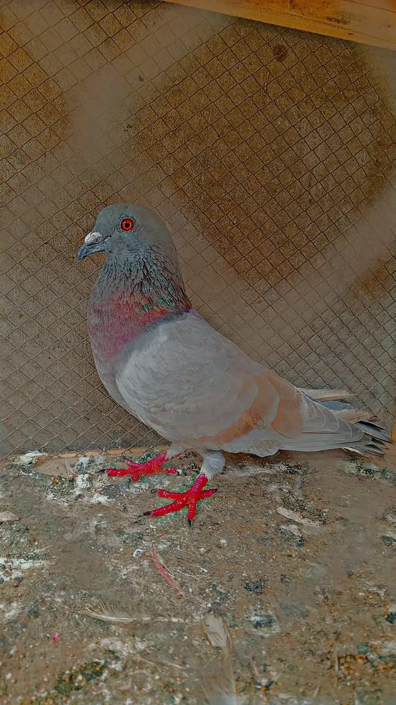 red eyes — photo 2