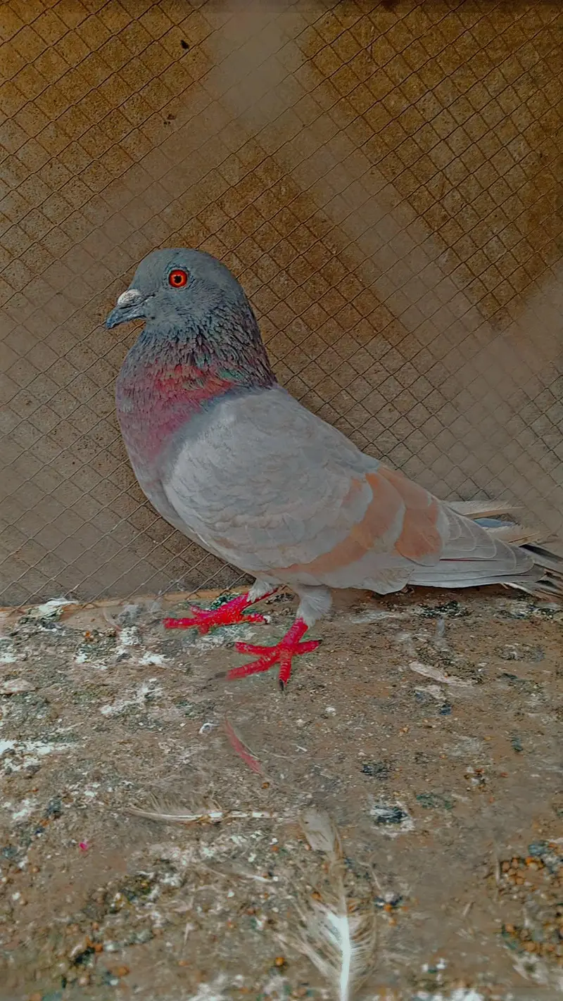 red eyes — photo 3