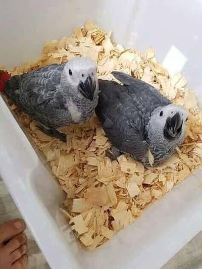 African grey parrot only WhatsApp 03237382400