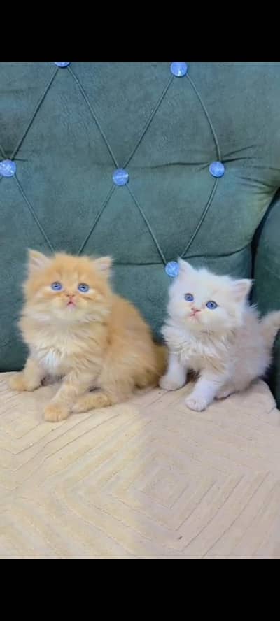 Quality Persian Punch Face cat &kittens 03495425573 WhatsApp