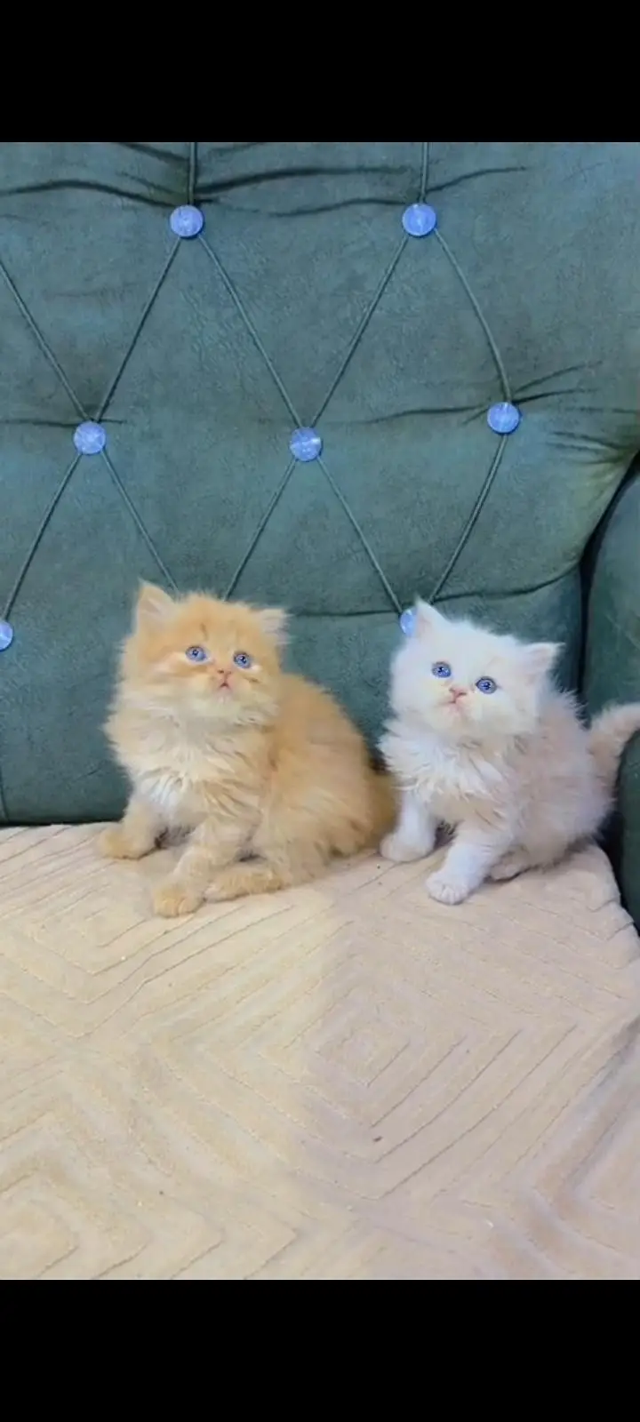 Quality Persian Punch Face cat &kittens 03495425573 WhatsApp — photo 2
