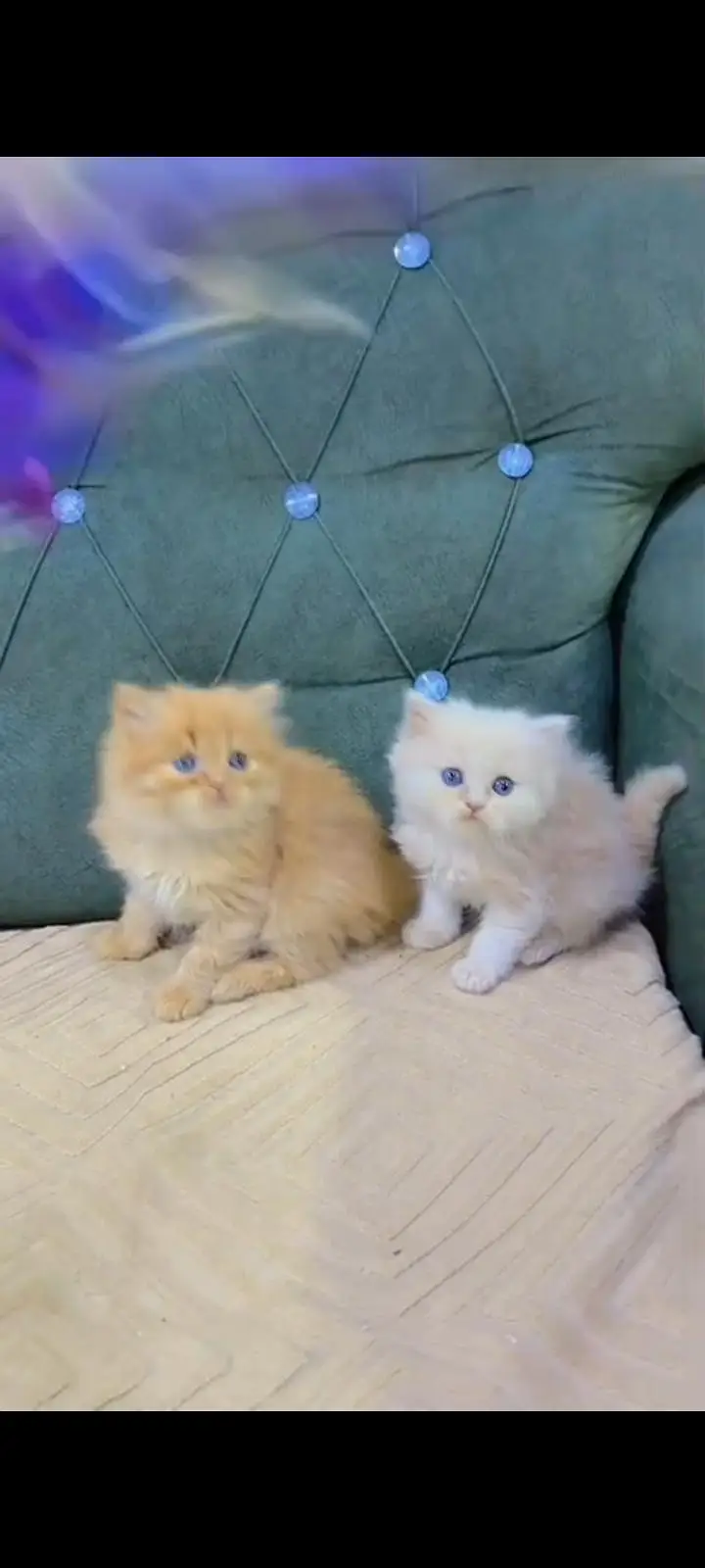 Quality Persian Punch Face cat &kittens 03495425573 WhatsApp — photo 3
