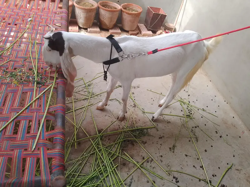 female 2 path — photo 3