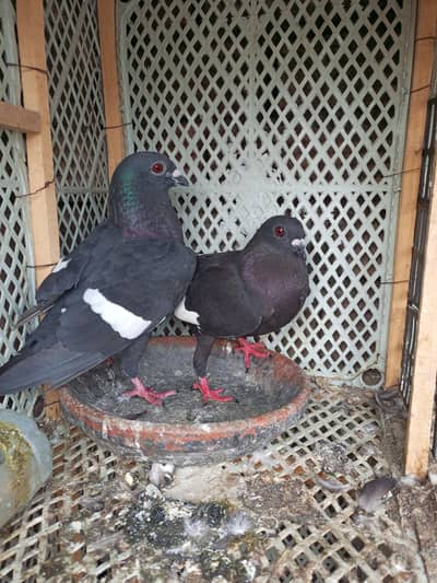 Breeder pair