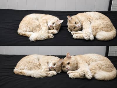 pair Persian cats