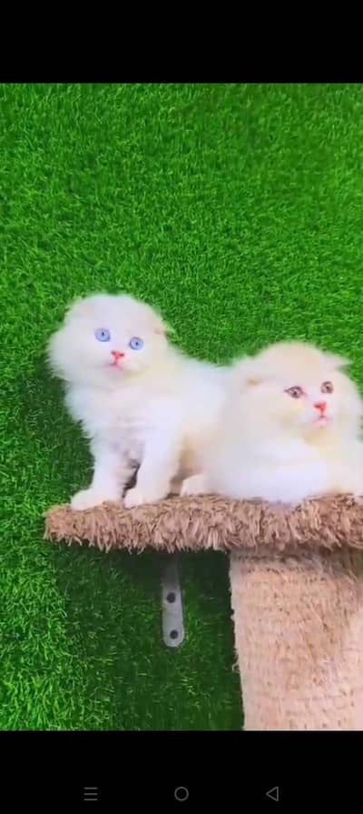 Quality Persian cat & Kittens. Male & female 03479996792. whatsapp