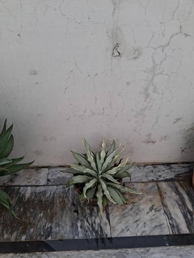 Healthy Potted Outdoor Plants for Sale