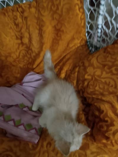 Persian Cat