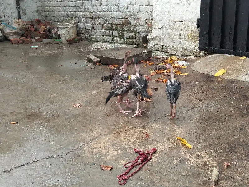aseel chicks — photo 2