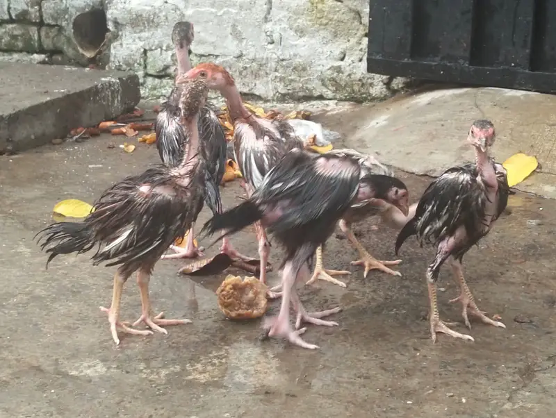 aseel chicks — photo 3