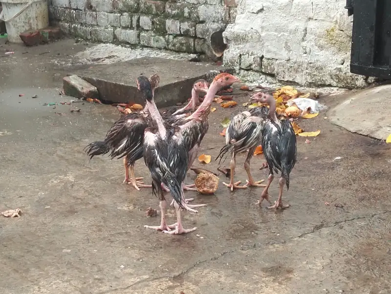aseel chicks — photo 4