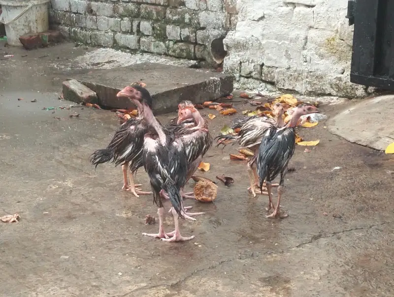 aseel chicks — photo 5