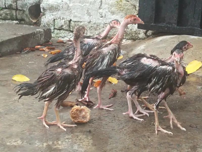 aseel chicks — photo 6