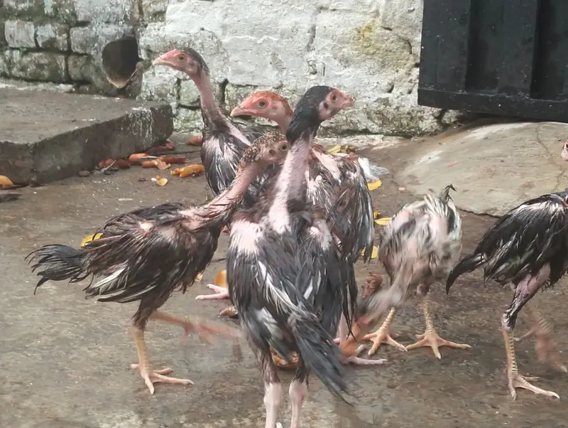 aseel chicks — photo 7