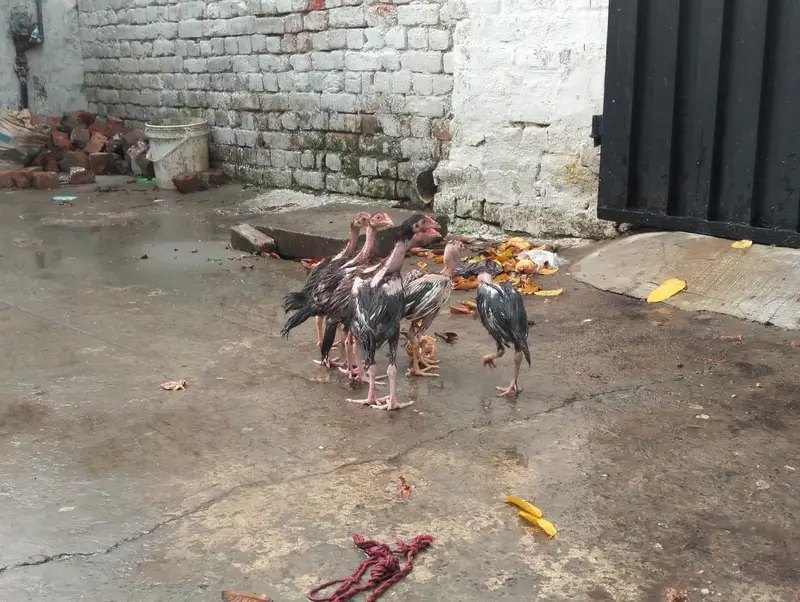 aseel chicks — photo 8