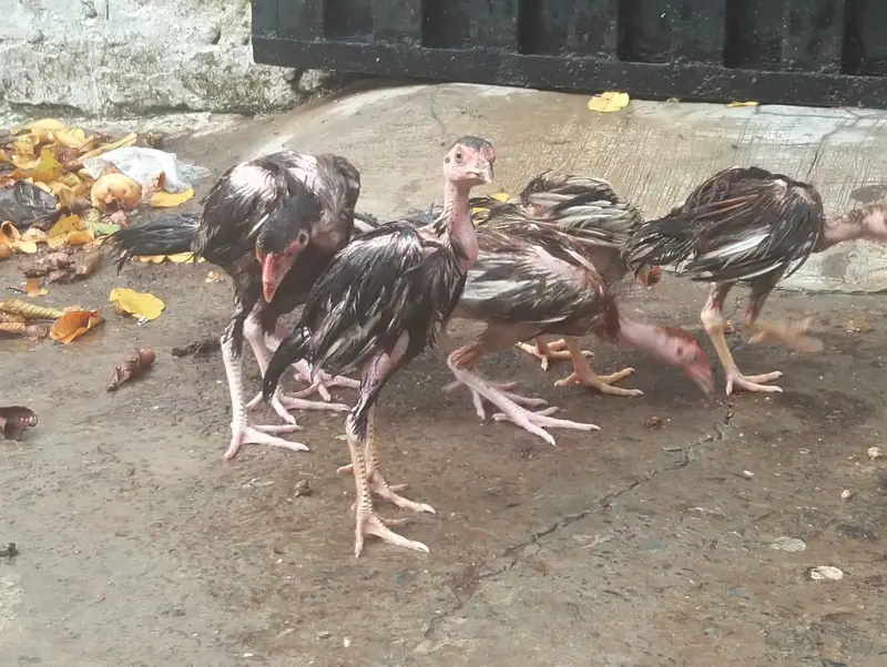 aseel chicks — photo 9