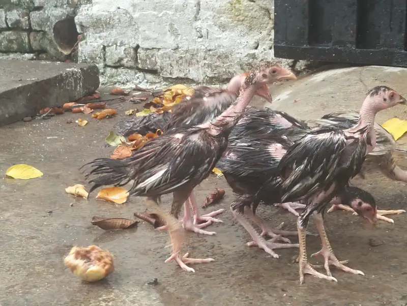 aseel chicks — photo 10