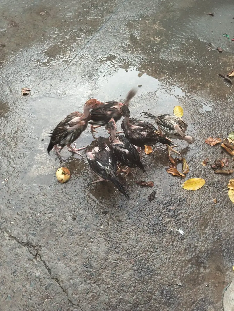 aseel chicks — photo 11