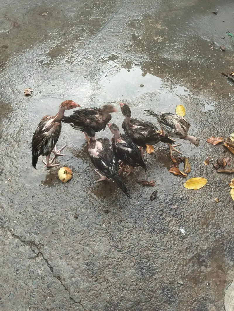 aseel chicks — photo 12