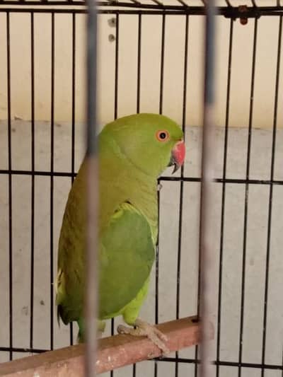 breeder female