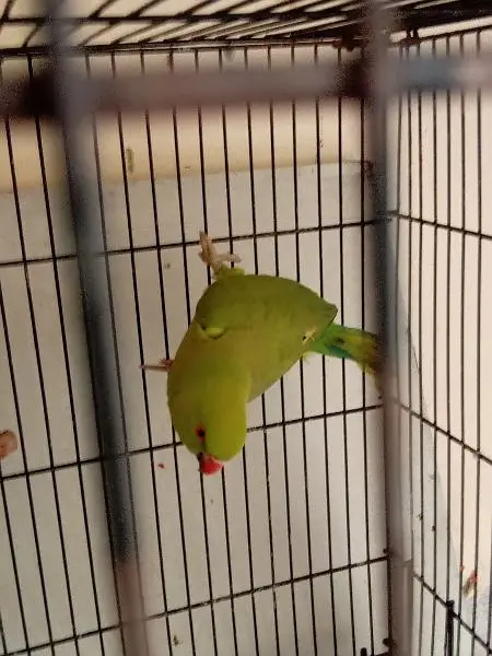 breeder female — photo 2
