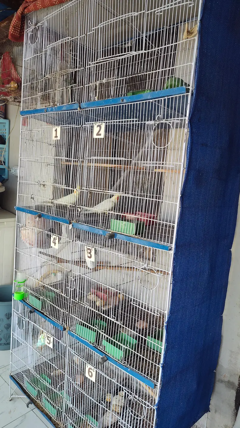 8 cage pinjra for sale without birds — photo 2