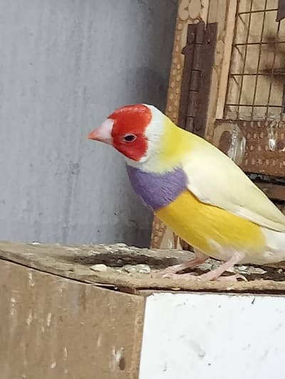 Golden Finches blue split