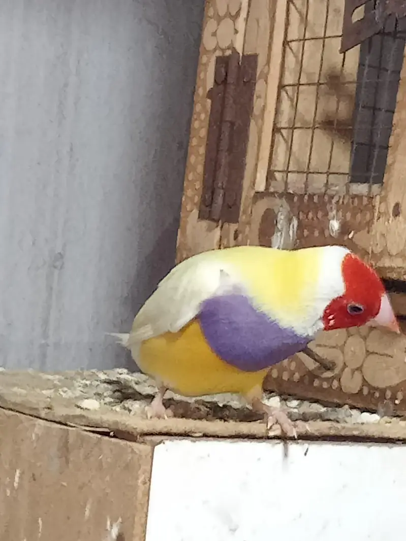 Golden Finches blue split — photo 2