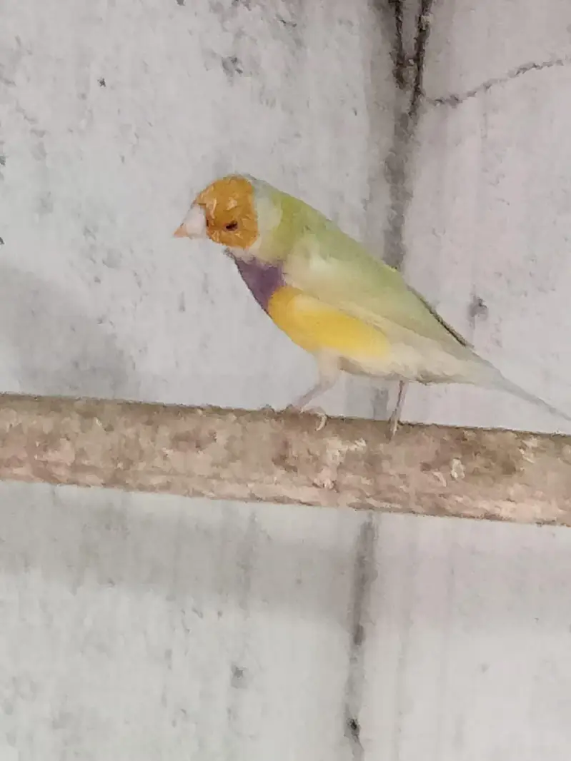 Golden Finches blue split — photo 3