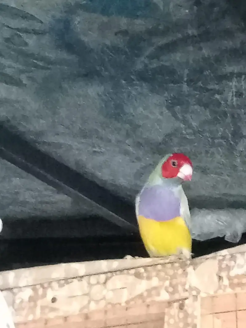 Golden Finches blue split — photo 4