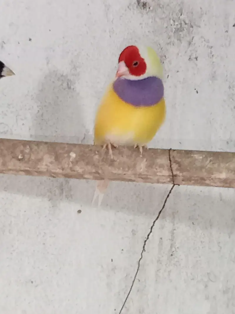 Golden Finches blue split — photo 5