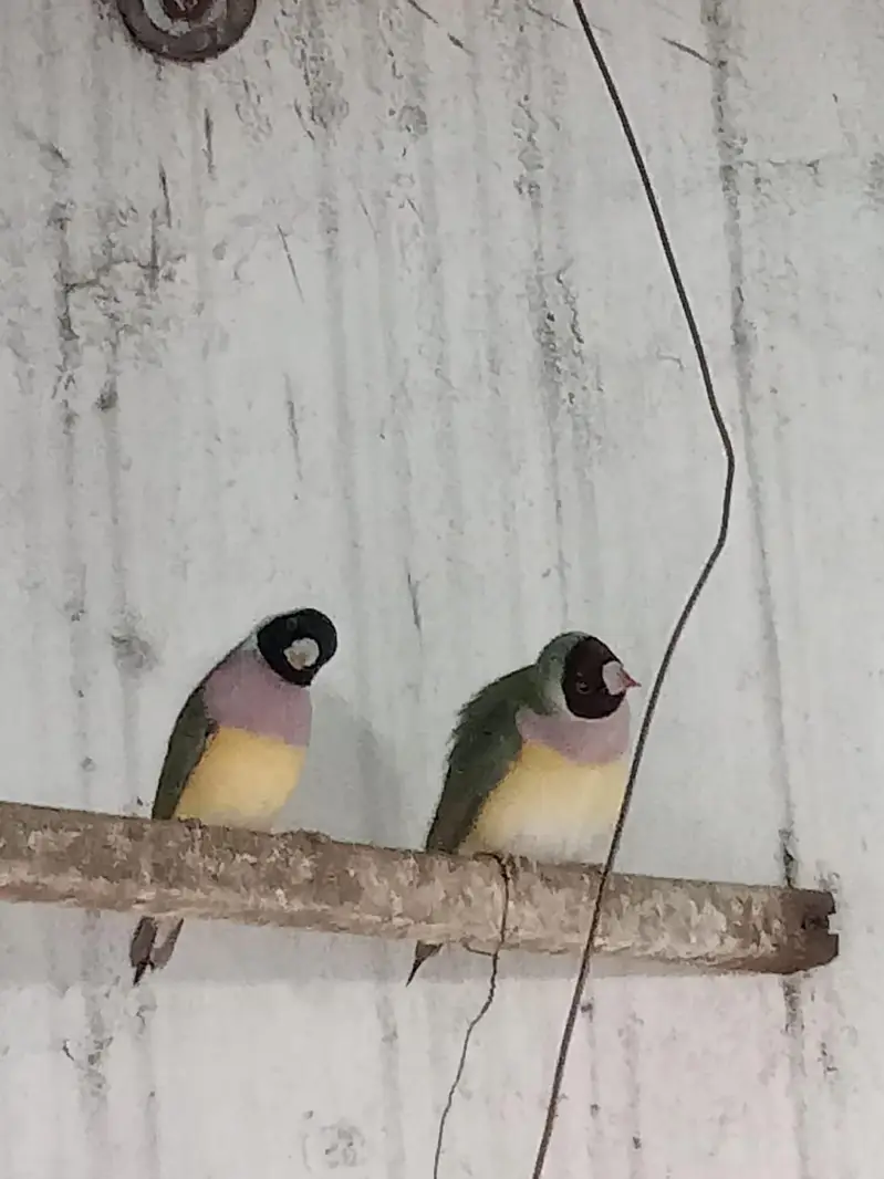 Golden Finches blue split — photo 6
