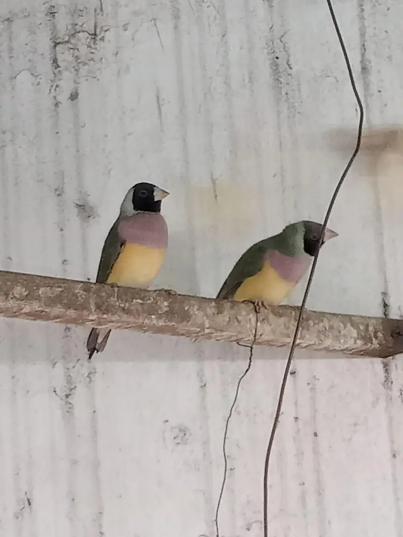 Golden Finches blue split — photo 7