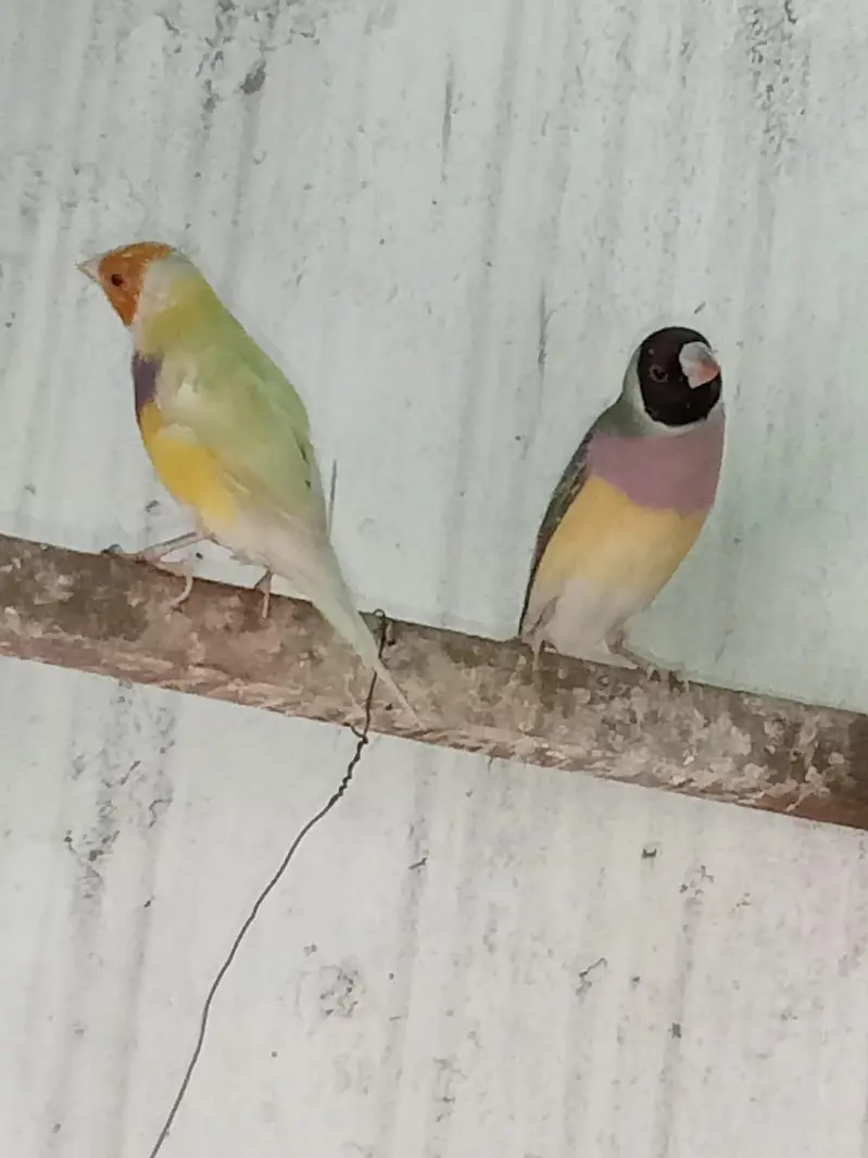 Golden Finches blue split — photo 8