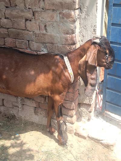 nagri bakri sath mein nagri patha