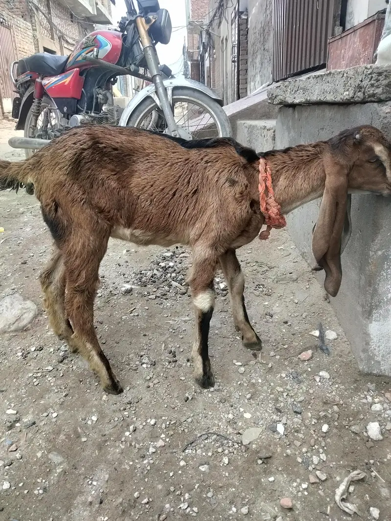 nagri bakri sath mein nagri patha — photo 2