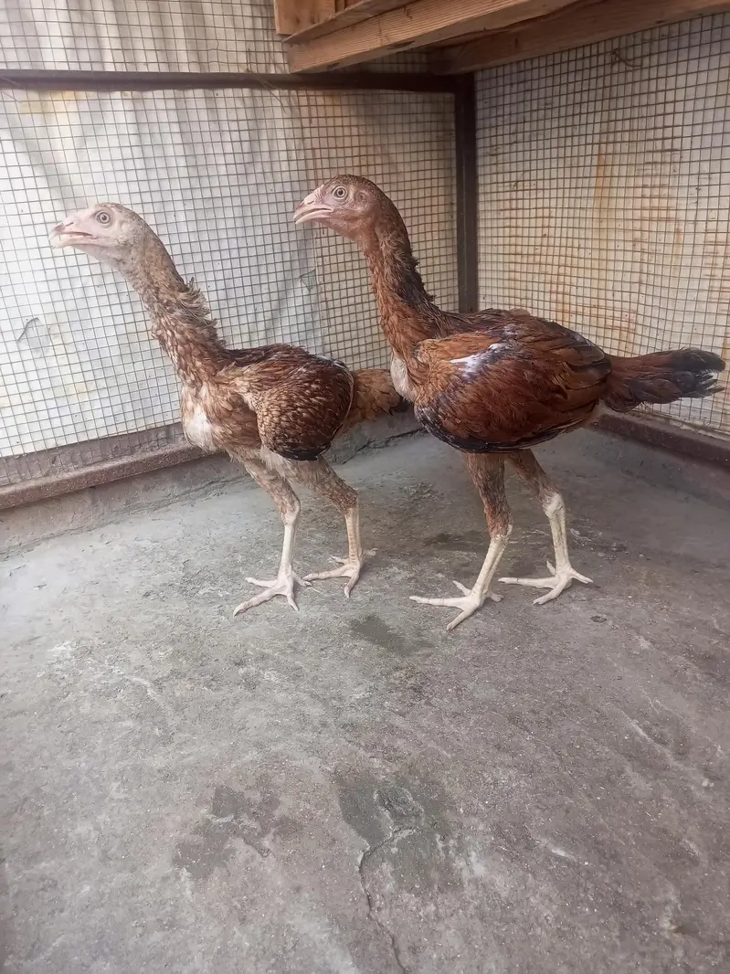 Pakistani Aseel — photo 3