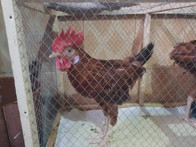 desi murghy for sale
