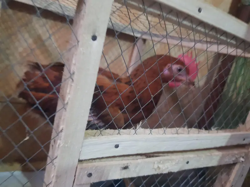 desi murghy for sale — photo 2