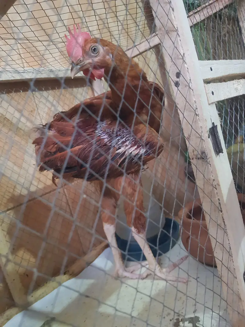 desi murghy for sale — photo 3