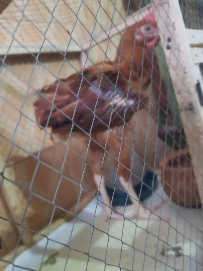 desi murghy for sale — photo 5