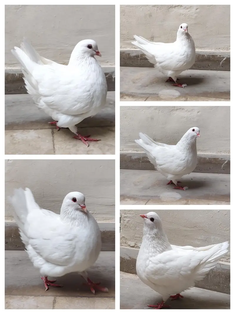 King Ready to breed  male | karbalaai patha — photo 2
