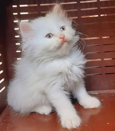triple coated white female persian kitten available in Lahore