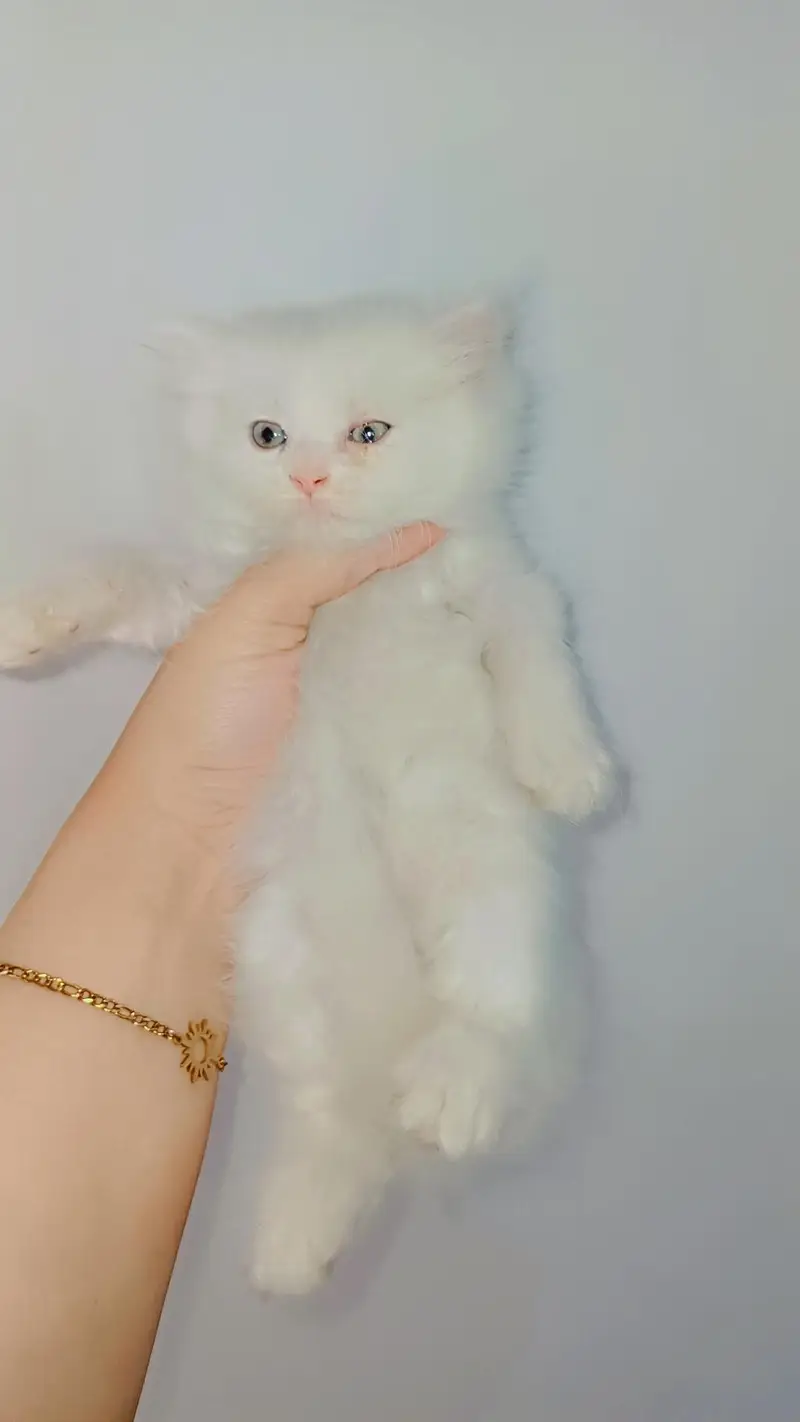 triple coated white female persian kitten available in Lahore — photo 2