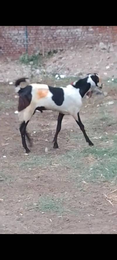 beetal breeder bakra