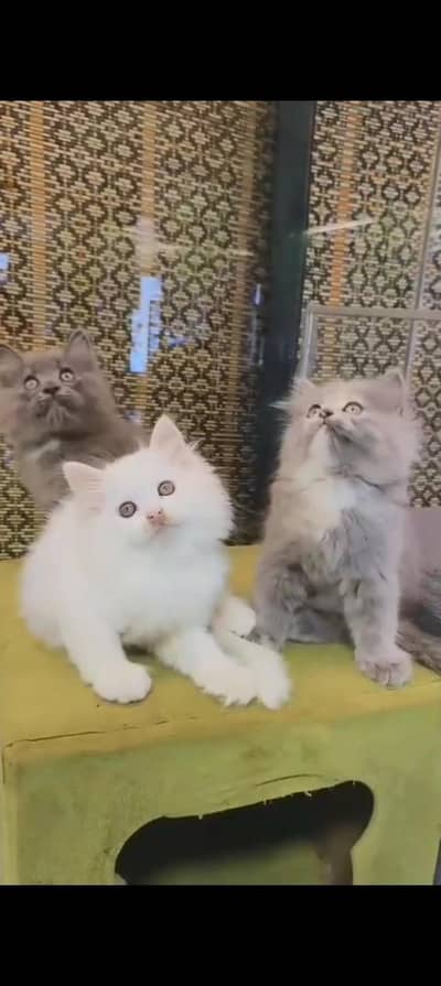 Quality Persian cat & Kittens. Male & female 03479996792. whatsapp