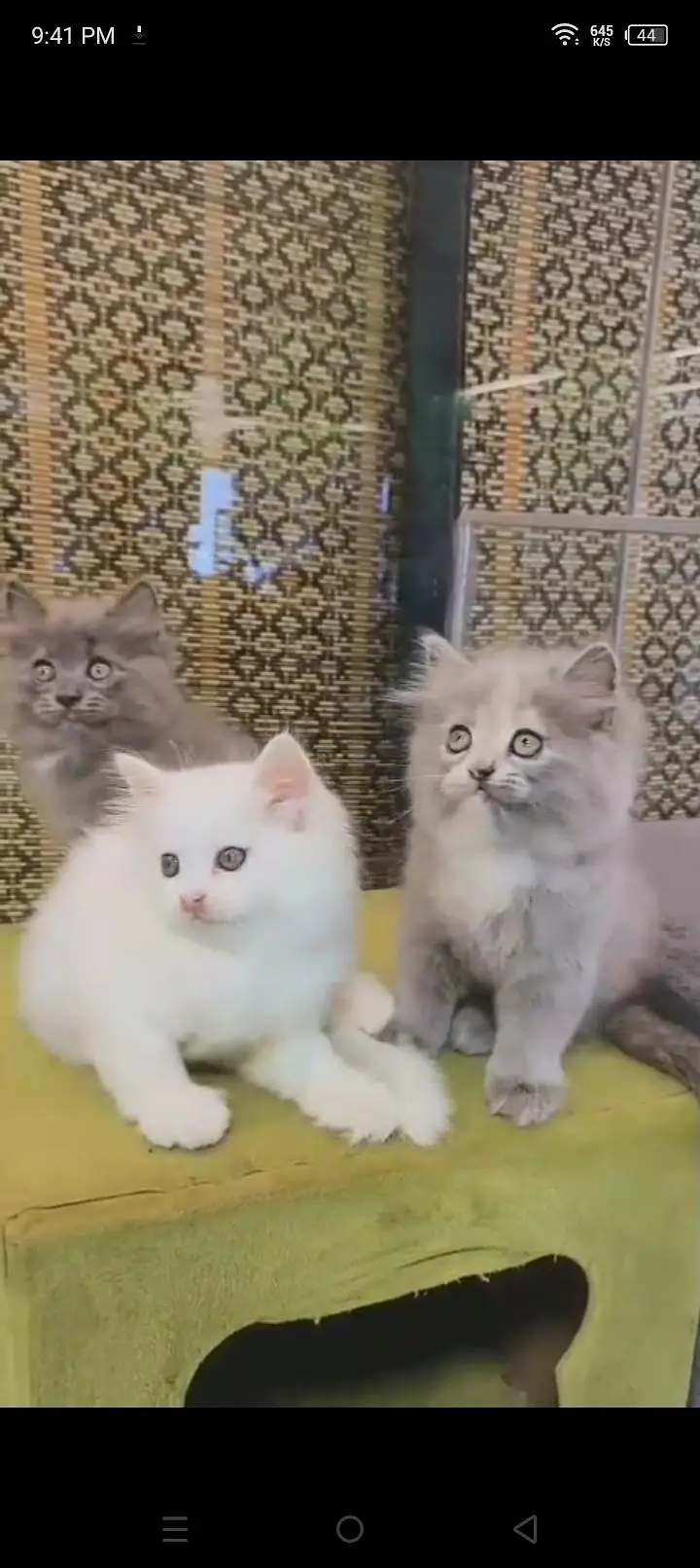 Quality Persian cat & Kittens. Male & female 03479996792. whatsapp — photo 2