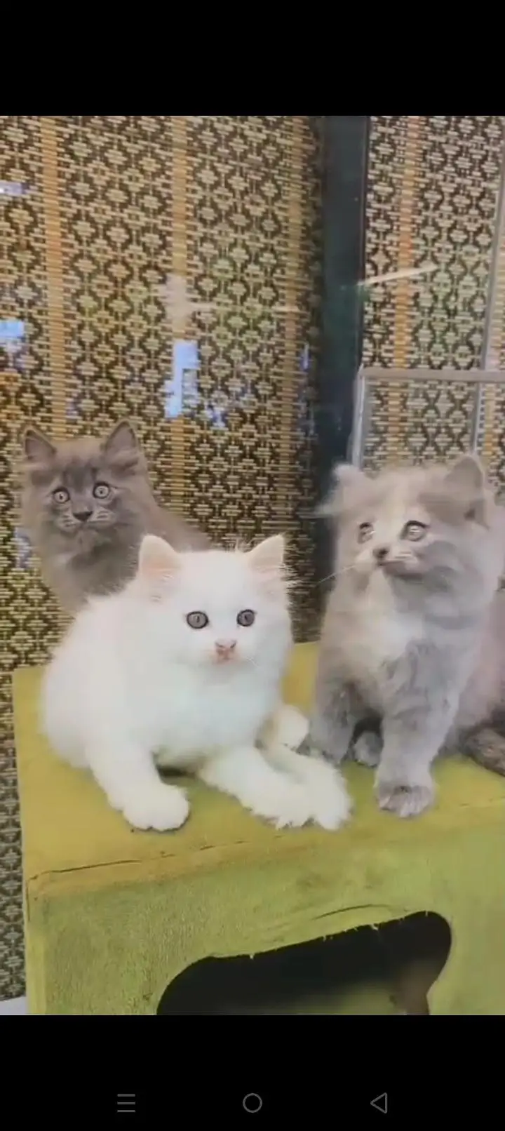 Quality Persian cat & Kittens. Male & female 03479996792. whatsapp — photo 3